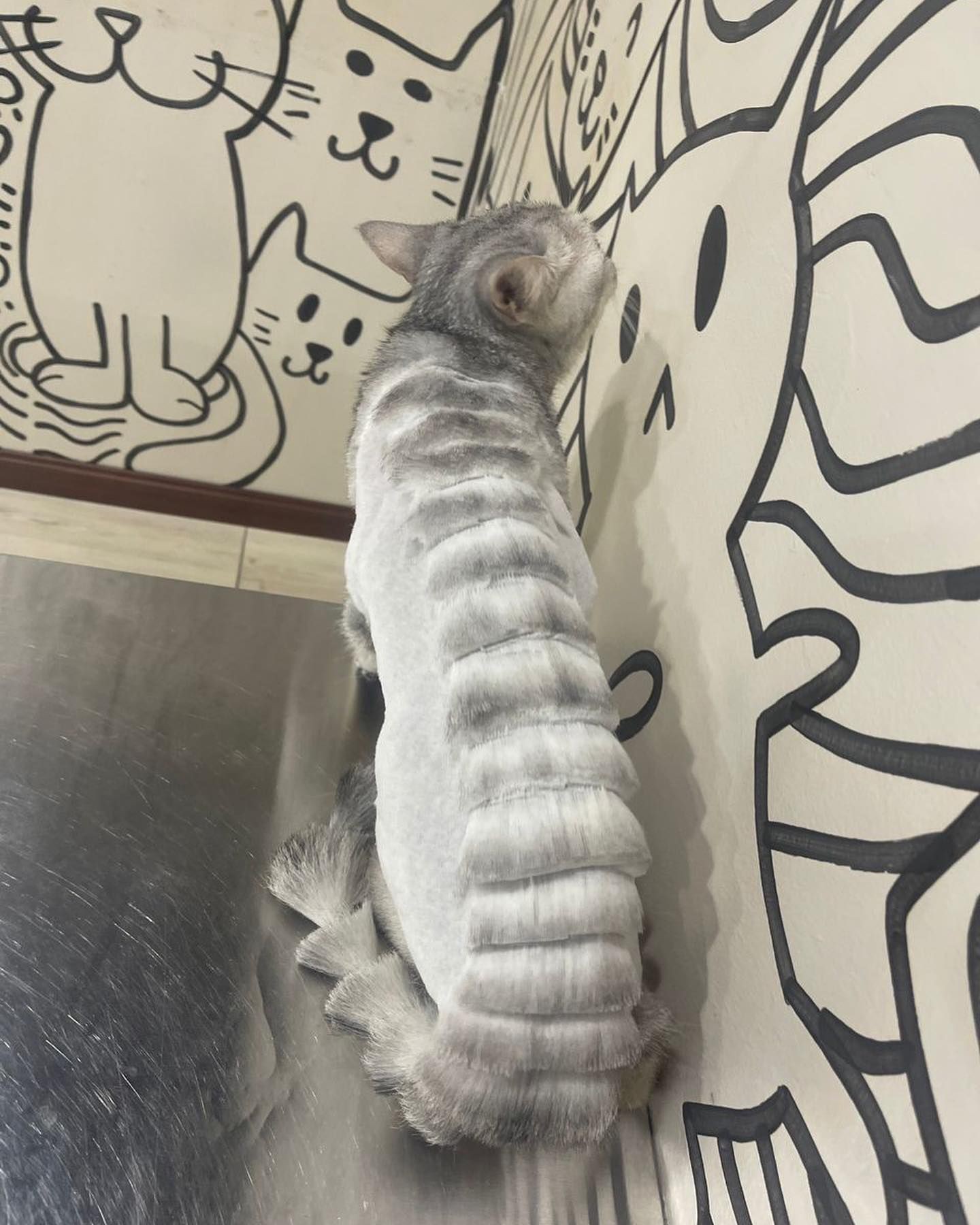 Dragon Hair cut