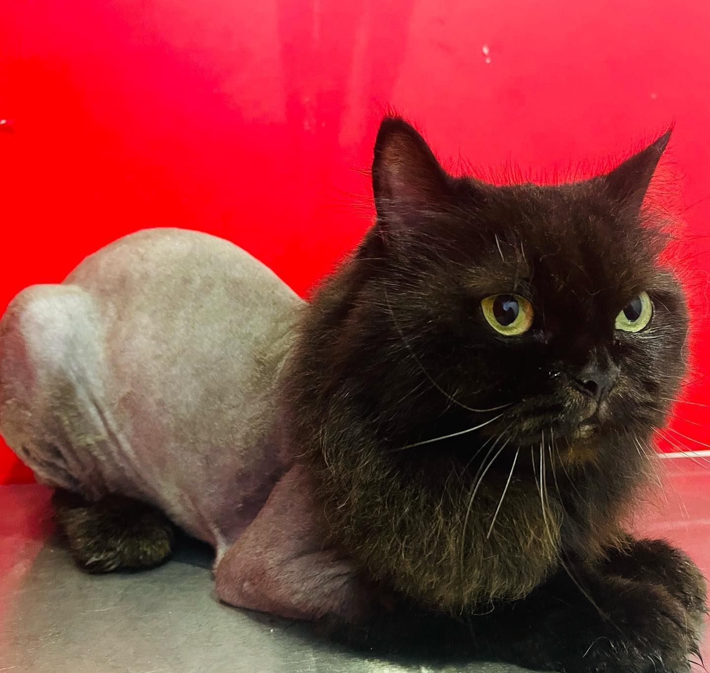 Lion Hair Cut